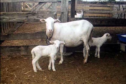 A St. Croix White ewe with twin lambs